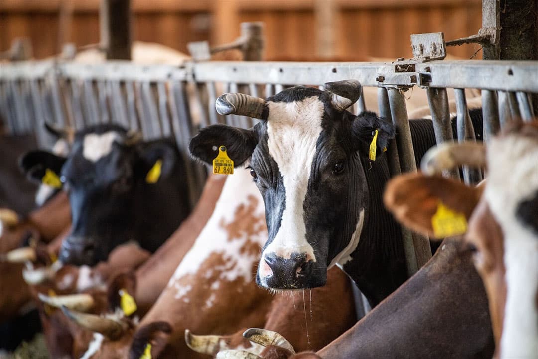 Biologisch melkveebedrijf in Duitsland. Biomelkveehouders zouden zo’n 15 cent per kilo melk te weinig ontvangen. - Foto: ANP