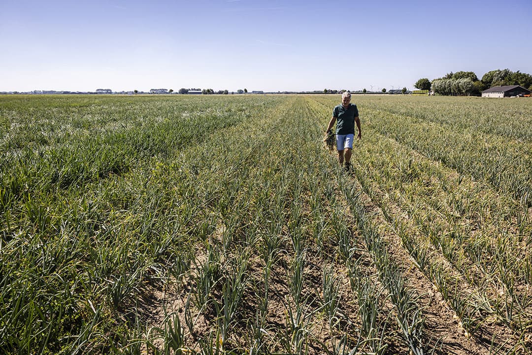 Vooral in Zeeland knelt de droogte. Akkerbouwers hebben er maar beperkte mogelijkheden om te beregenen met vooral voor uien grote gevolgen. - Foto: ANP