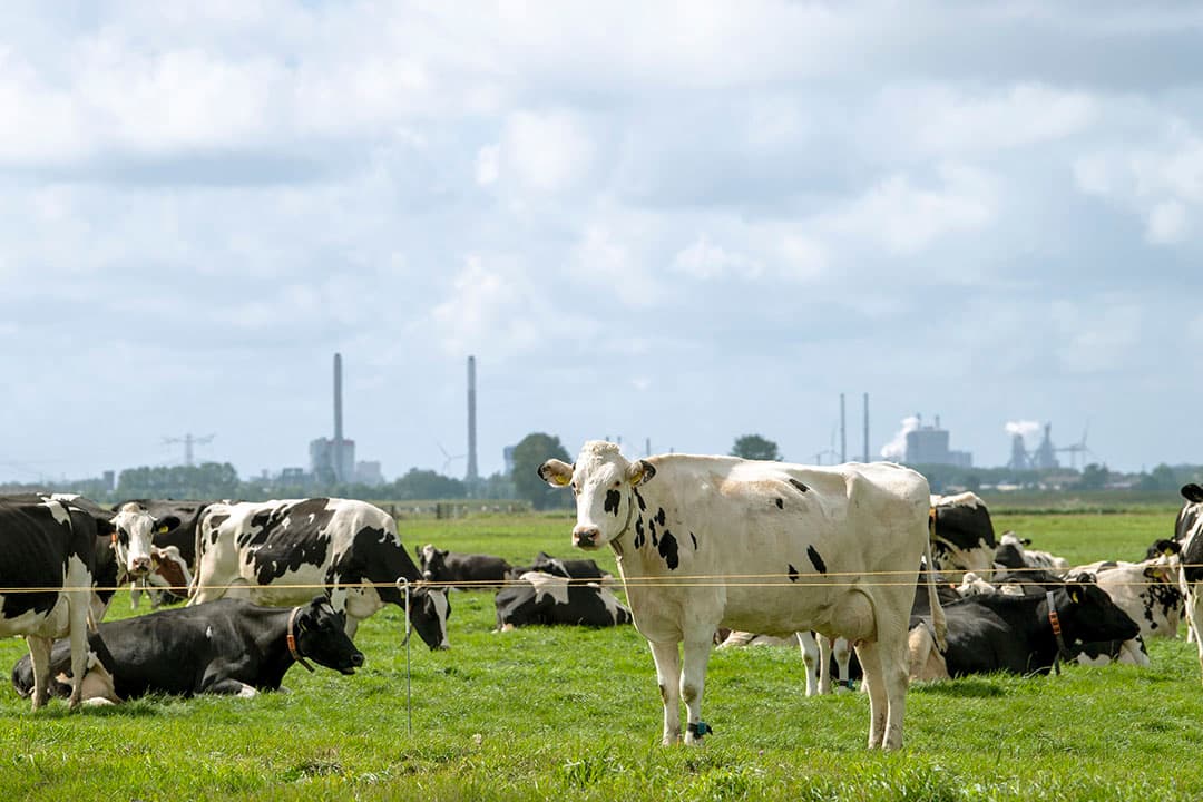 Dat de industrie niet is opgenomen in de stikstofkaart is voor veel boeren erg frustrerend. - Foto: Cor Salverius Fotografie