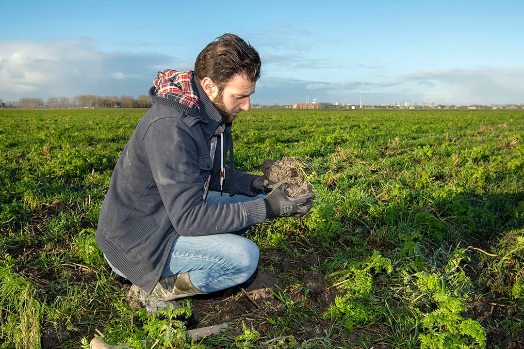 Een groenbemester die de winter over blijft staan is goed voor het bodemleven en tilt meer stikstof de winter over. - Foto: Cor Salverius