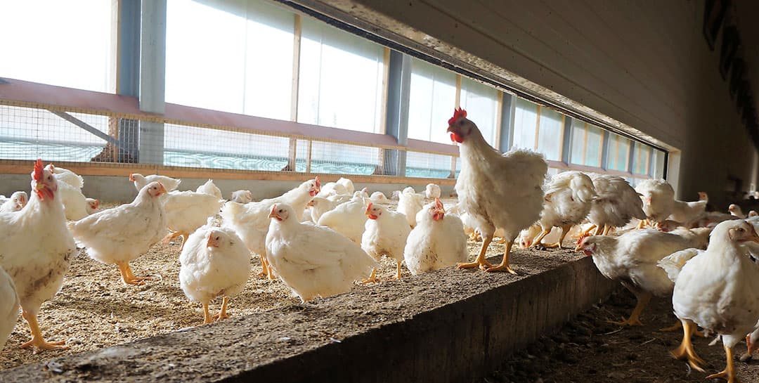 Scharrelvleeskuikens in de overdekte uitloop. Foto: Dick van Doorn