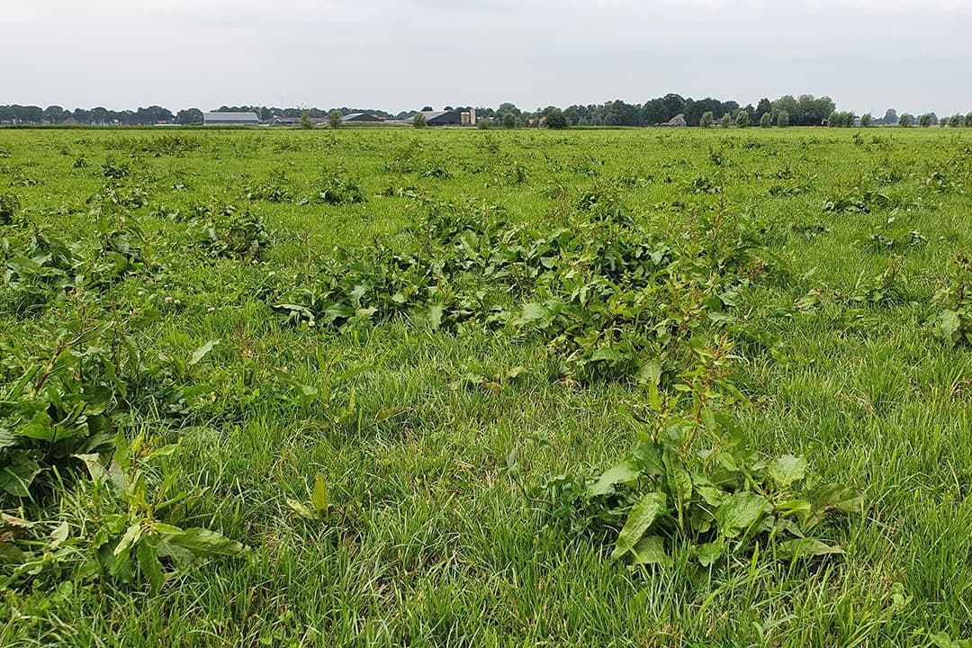 Grasland met veel vervuiling door onkruid. - Foto: Corteva Agriscience