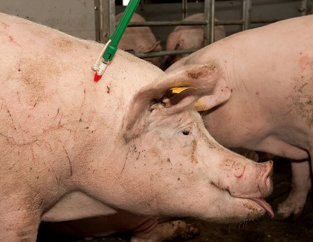 Een zeug wordt gevaccineerd tegen PRRS. - Foto: Ronald Hissink