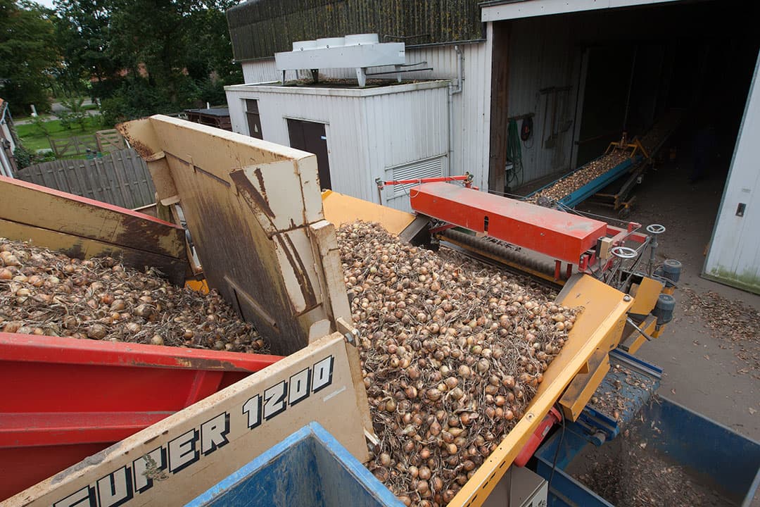 Het inschuren van uien. Naar verwachting zullen hier dit jaar minder telers voor kiezen dan normaal door de hoge kosten en goede prijzen. - Foto: Ronald Hissink