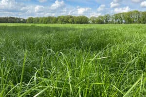 Perceel gras met hoge opbrengst. - Foto: Corteva Agriscience