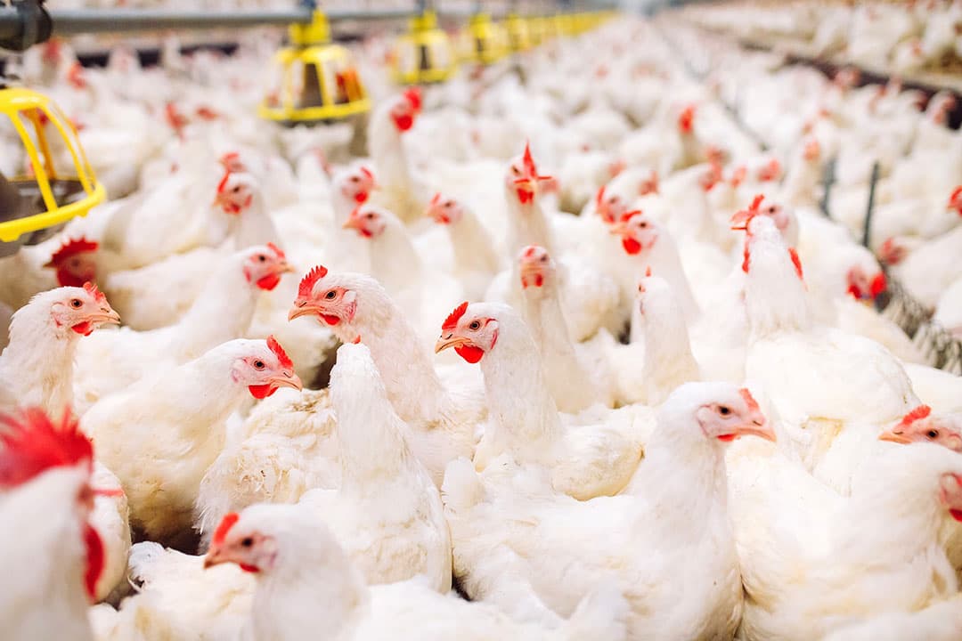 Om salmonella aan te pakken is het belangrijk om de risicofactoren in beeld te krijgen, verbeterpunten te identificeren en te implementeren. - Foto: Elanco