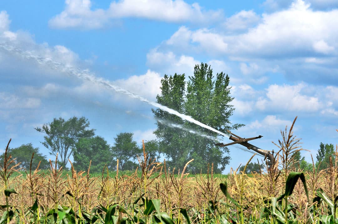 Mais wordt beregend. Hergebruik van gezuiverd afvalwater kan onttrekkingen aan het oppervlaktewater en grondwater beperken. Foto: Canva/steverts