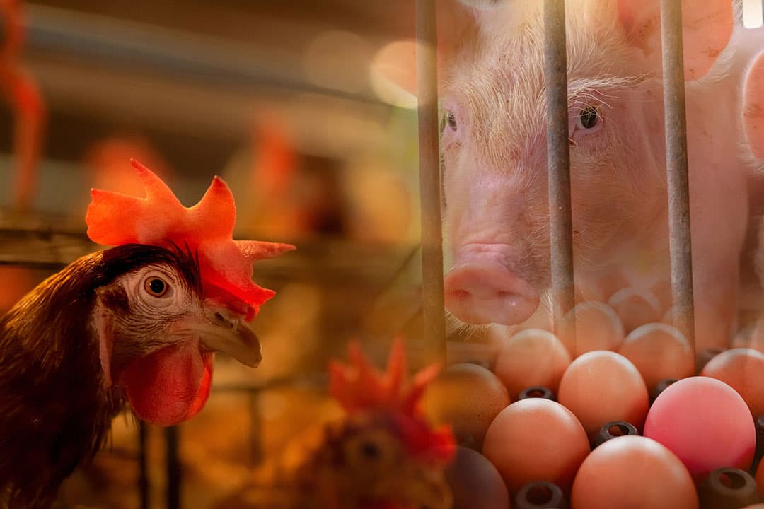 Dat alleen varkens- en pluimveehouders in aanmerking komen voor steun, heeft LNV besloten op basis van onderzoek van WUR. - Foto: Canva