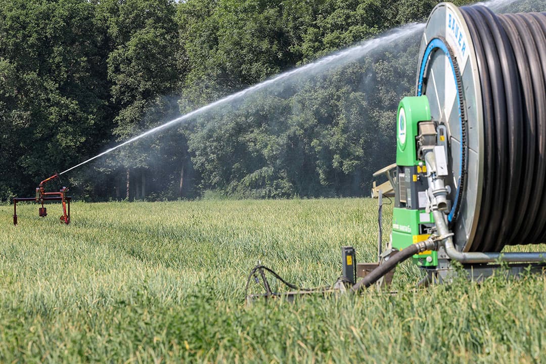 Er zullen niet direct extra beregeningsverboden komen, maar landelijke beslissingen over het watertekort kunnen wel impact hebben op de landbouw. - Foto: Bert Jansen