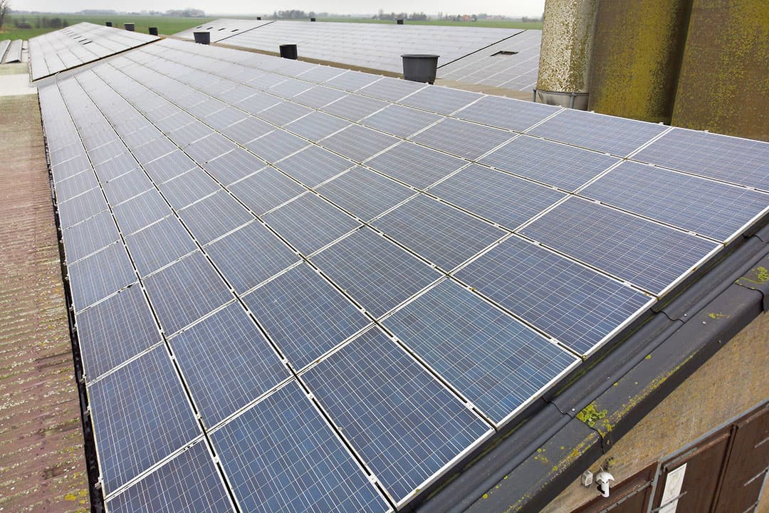 Pluimveehouders die zelf stroom opwekken met behulp van zonnepanelen, worden minder geraakt door de gestegen kosten van elektriciteit. - Foto: Mark Pasveer