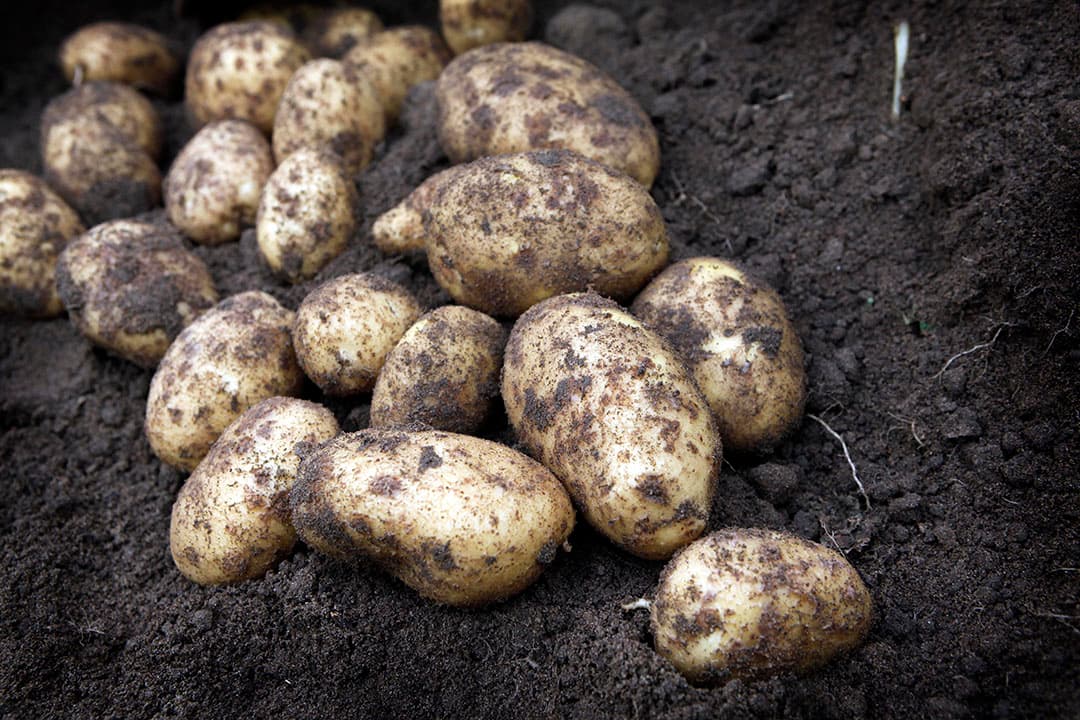 Aviko bemonstert jaarlijks de belangrijkste fritesgeschikte aardappelrassen: Agria, Fontane en Innovator - Foto: Roel Dijkstra