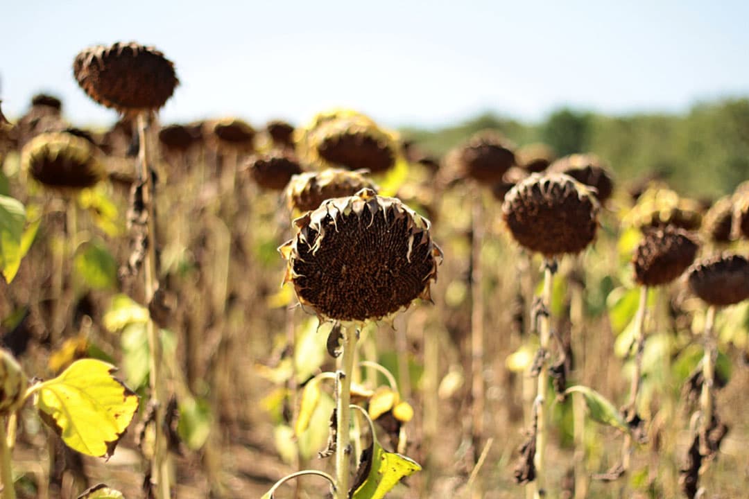 Het wegblijven van neerslag zorgt onder andere voor veel minder zonnebloemen per hectare. -Foto: Canva