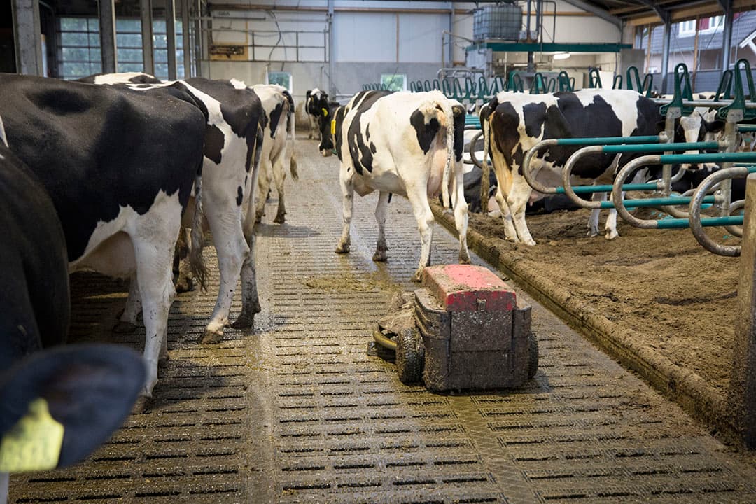 Foto: Koos Groenewold