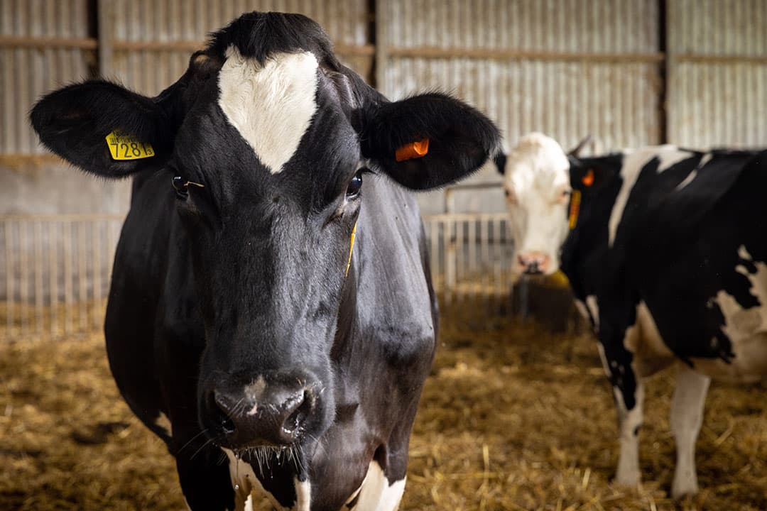 Een droge koe in een strohok. Soms kan het tijdelijk nodig zijn om choline chloride te voeren. Het product dient als ondersteuning tijdens de negatieve energiebalans.