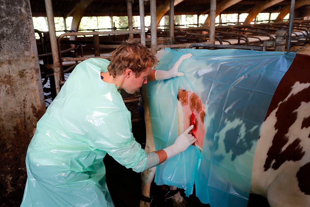 Een dierenarts voert een operatie uit aan een lebmaagverplaatsing. - Foto: Bert Jansen