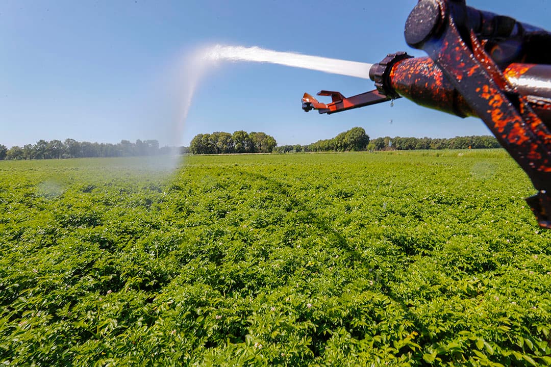 Beregenen van consumptieaardappelen. De aardappelsector zoekt rassen die beter bestand zijn tegen extreme weersomstandigheden. Foto: Bert Jansen