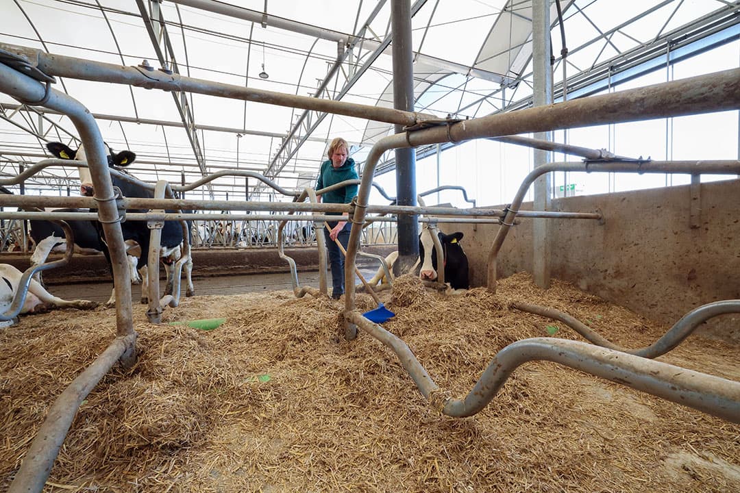 Vaak en secuur schoonmaken van de ligplaatsen heeft meer impact op uiergezondheid dan het type bedding dat in de boxen wordt gebruikt. - Foto: Bert Jansen