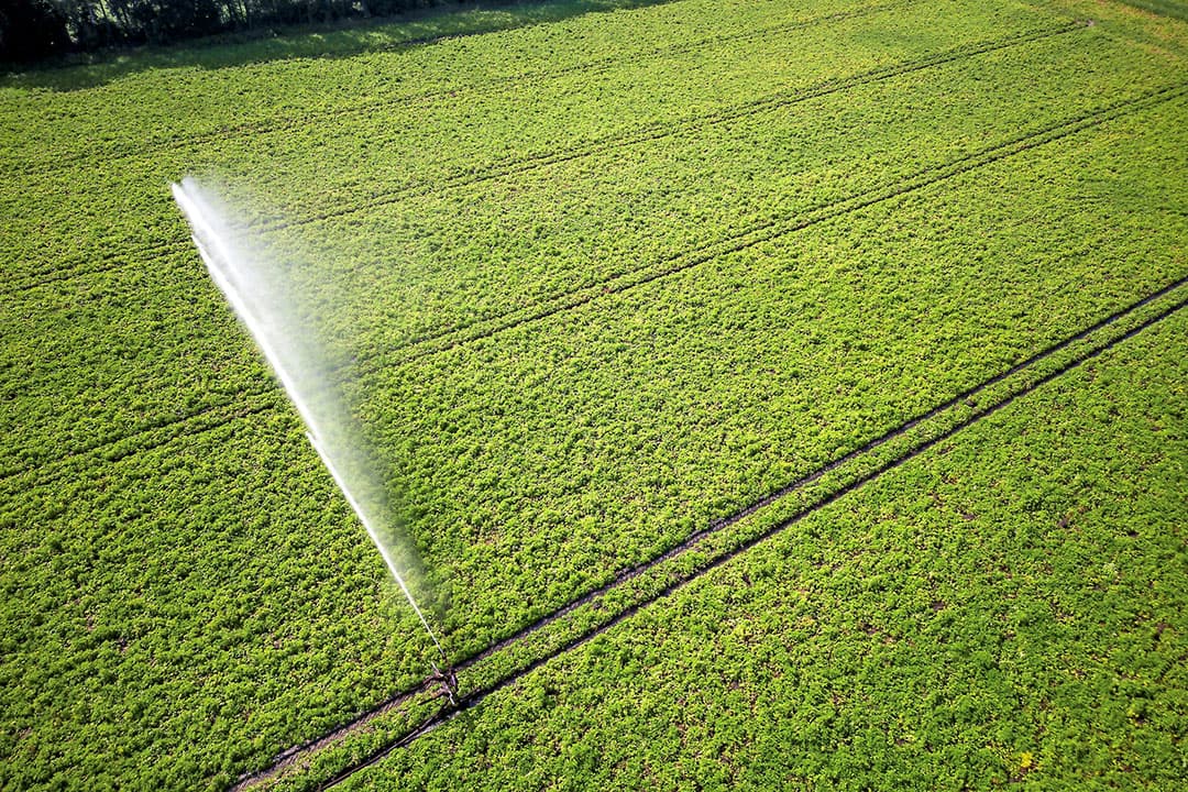 Beregenen van aardappelen in Brabant. Zorgen over de gevolgen van de droogte, laat de aardappelprijzen stijgen naar een niveau vergelijkbaar met de droge zomer van 2018. Foto: Bert Jansen