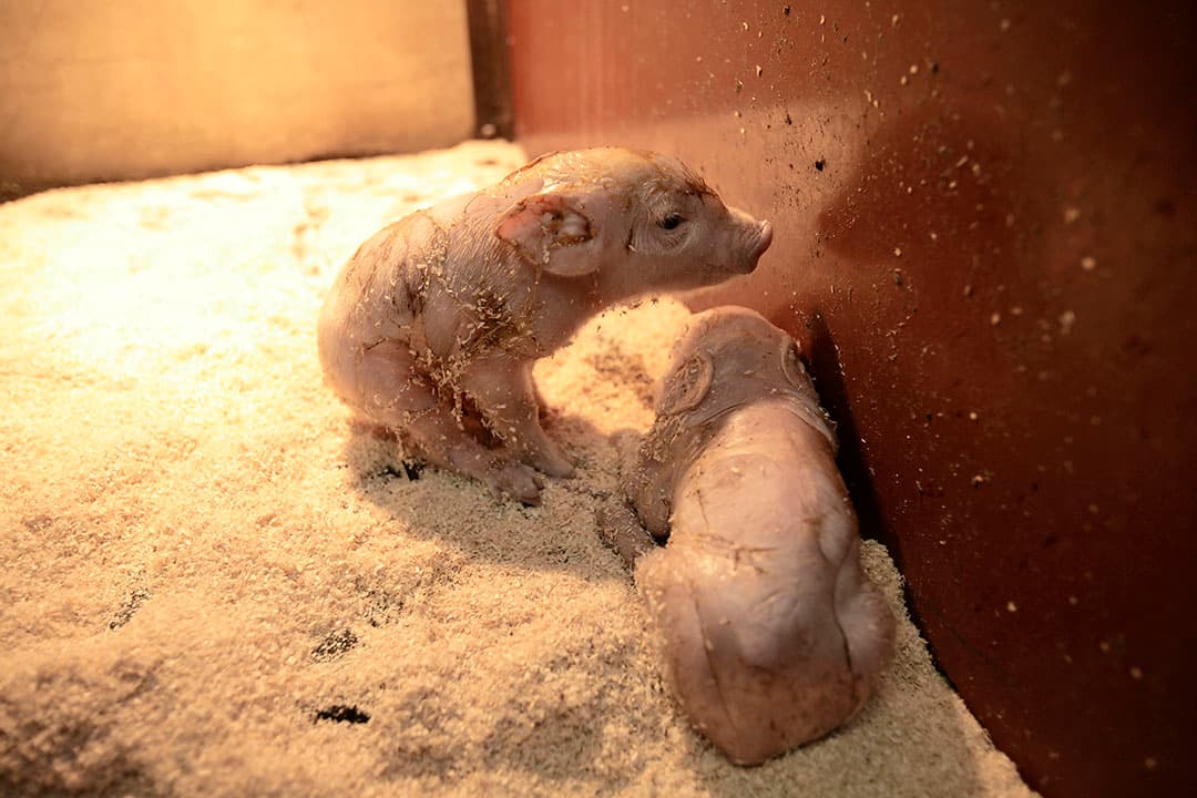 Een varkensbedrijf had te maken met plotselinge biggensterfte. Klebsiella in het zaagsel bleek de oorzaak. - Foto: Jan Willem Schouten