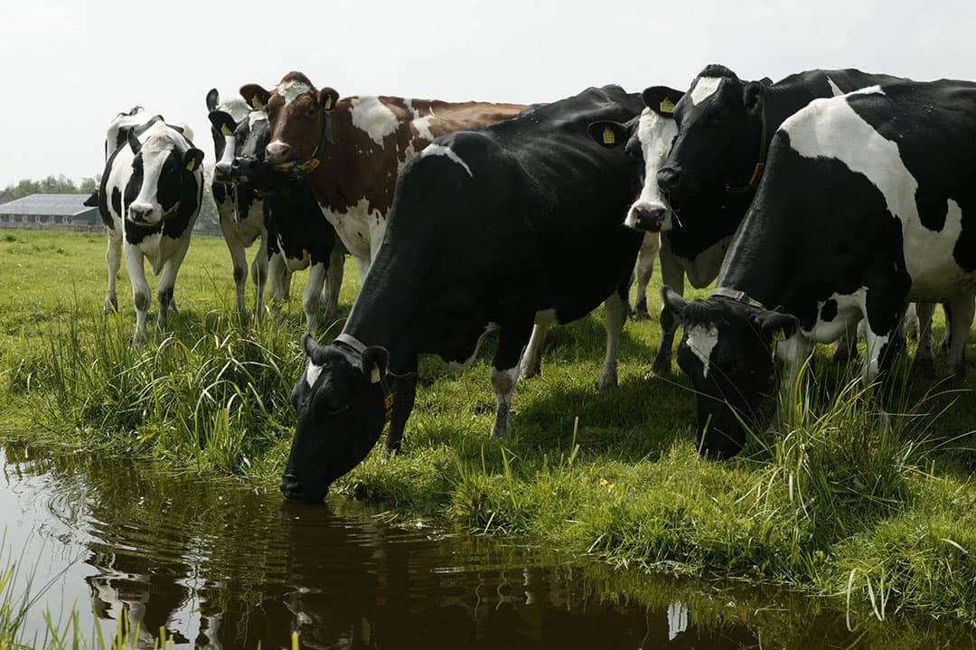 Dit water oogt nog fris, maar als zich een groene waas op het water vormt, wees dan bedacht op aanwezigheid van blauwalg. Foto: Mark Pasveer