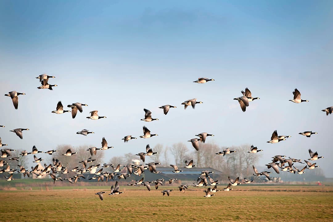 In Zeeland was de ophokplicht nog van kracht. In de provincie worden al langere tijd met vogelgriep besmette wilde vogels aangetroffen. - Foto: Mark Pasveer