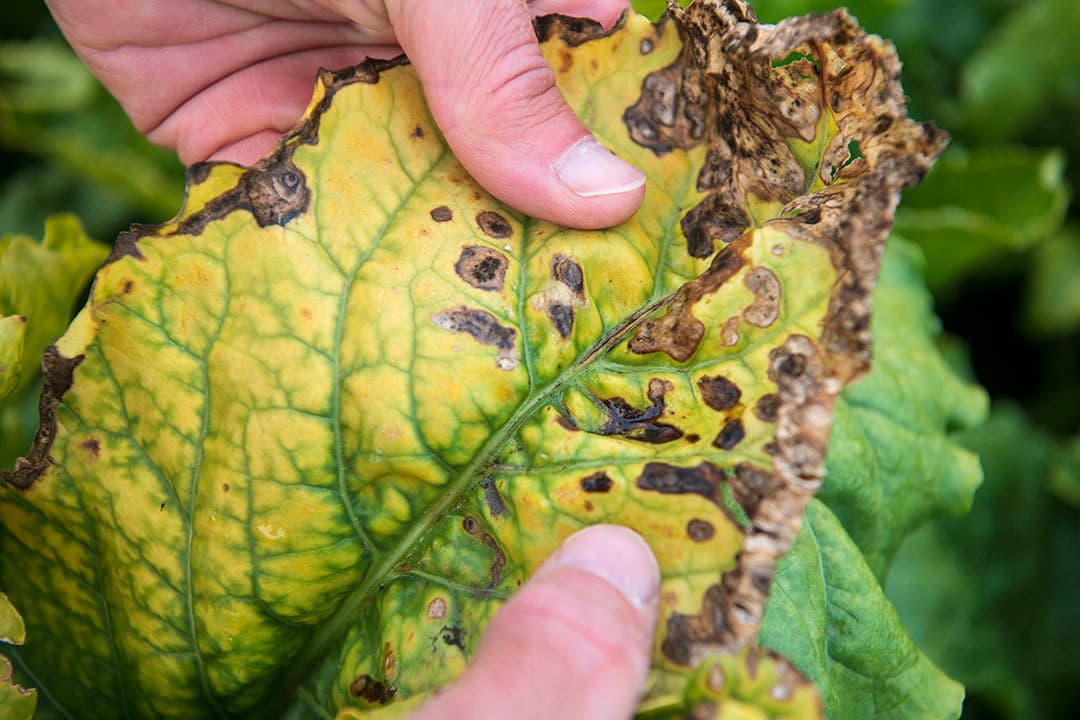 Geel verkleurd bietenblad. Verkleuring van het bietenblad kan veel oorzaken hebben. - Foto: Mark Pasveer