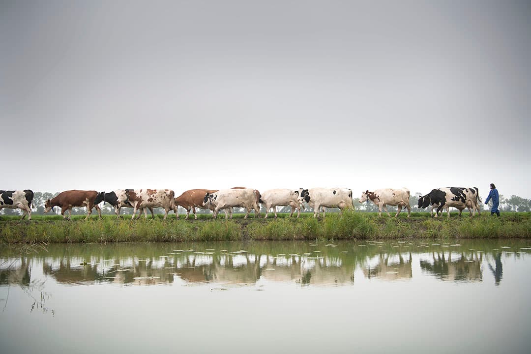 De Nederlandse retail is het belangrijkste afzetkanaal voor de slachtkoeien van de bijna 520 biologische Nederlandse melkveebedrijven. Foto: Mark Pasveer