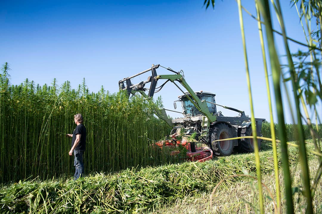 Oogst van vezelhennep. De oogst van vezelhennep vraagt speciale apparatuur, verwerkers nemen daarom met door henzelf aangepaste machines de oogst voor hun rekening. - Foto's: Mark Pasveer