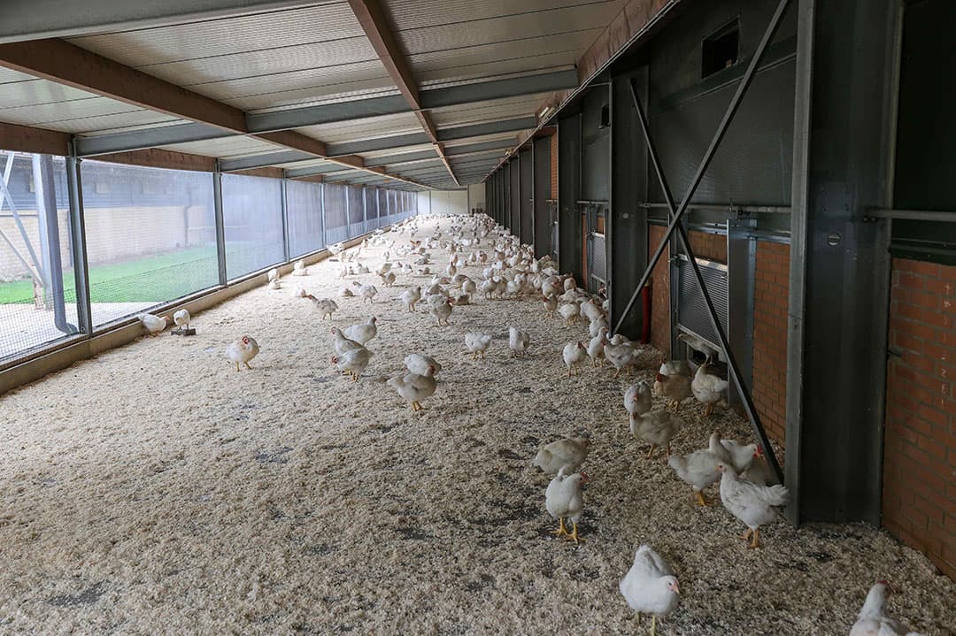 Nederland komt niet meer van het AI-virus af.  Aanpassingen zoals een overdekte uitloop kan een oplossing zijn voor de biologische en vrije-uitloopsector. - Foto: Bert Jansen
