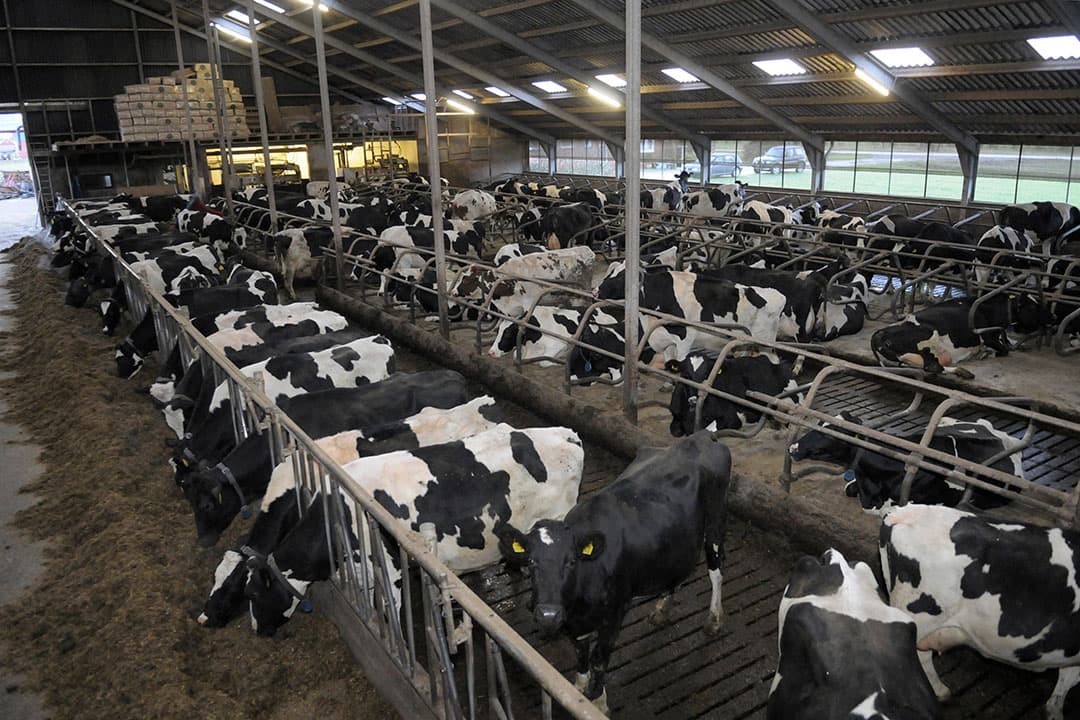 Er is een evenwicht tussen infectiedruk en weerstand. Bij verstoring worden koeien gevoeliger voor infectieziekten, zoals uierontsteking. - Foto: Penn Communicatie