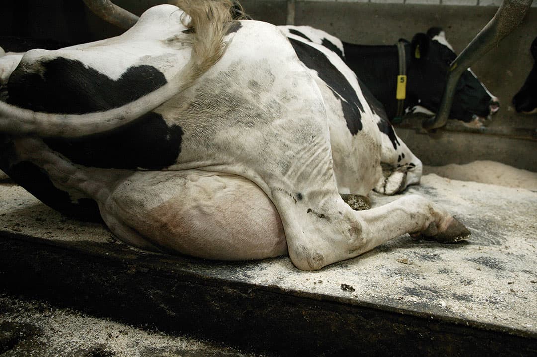 De focus bij bestrijding van infecties met S. uberis moet vooral liggen op de hygiëne van de omgeving van de koe. - Foto: Hans Prinsen
