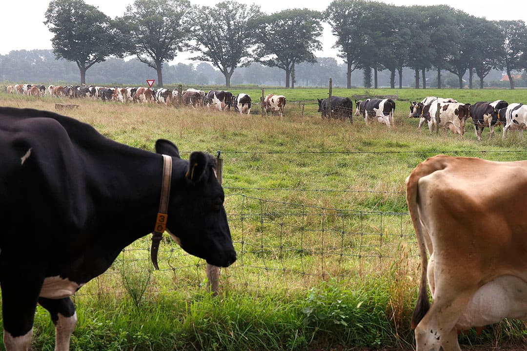 Dieren moeten zélf kunnen zorgen voor een positieve balans van negatieve en positieve ervaringen. Dat kan buiten, maar ook prima ín de stal. Een ketenconvenant moet zorgen voor deze ‘next step’ in dierenwelzijn. - Foto: Hans Prinsen