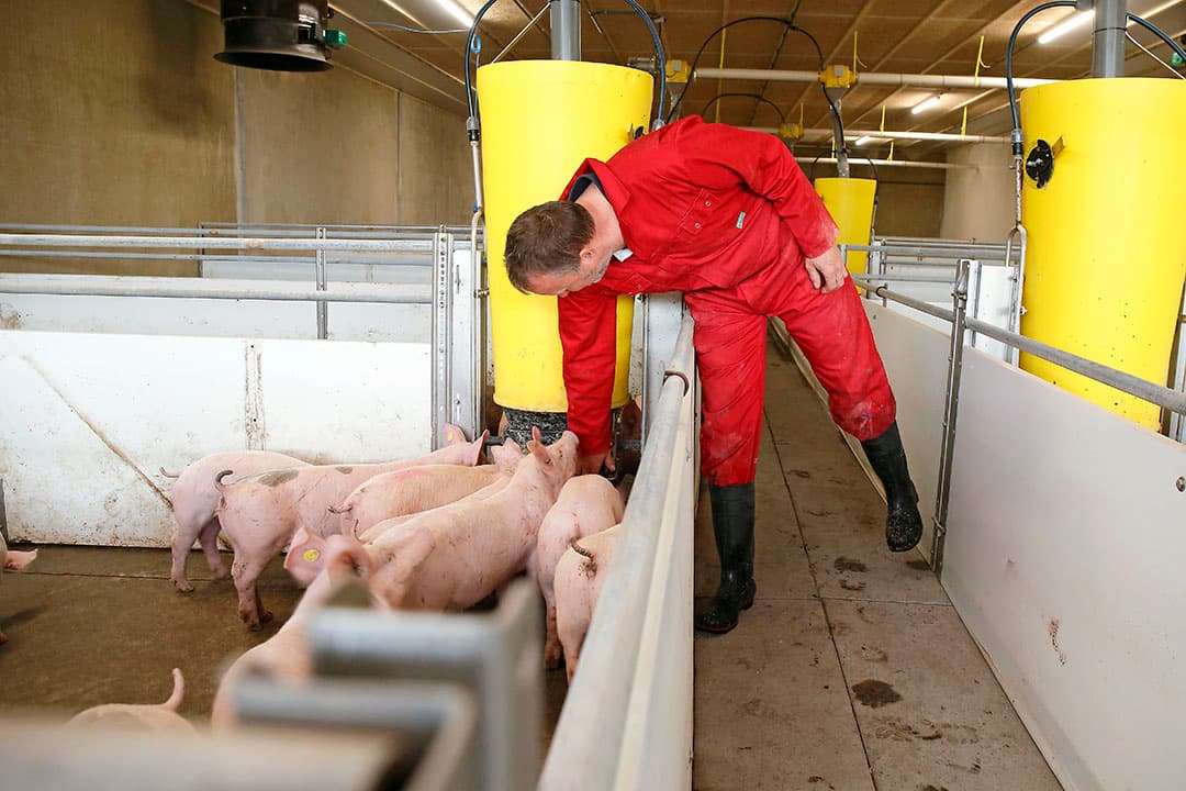 De basis voor een lage stikstofuitstoot zijn varkens met een scherpe voerconversie. Daarvoor moet alles in de stal op elkaar zijn afgestemd, zoals een gezond varken met het juiste voer en voersysteem.