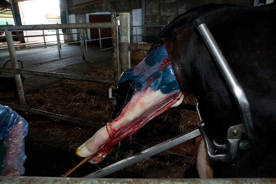 Een zwaar kalf en hulp bij de geboorte zijn geassocieerd met vaker voorkomen van baarmoederontsteking. - Foto: Henk Riswick