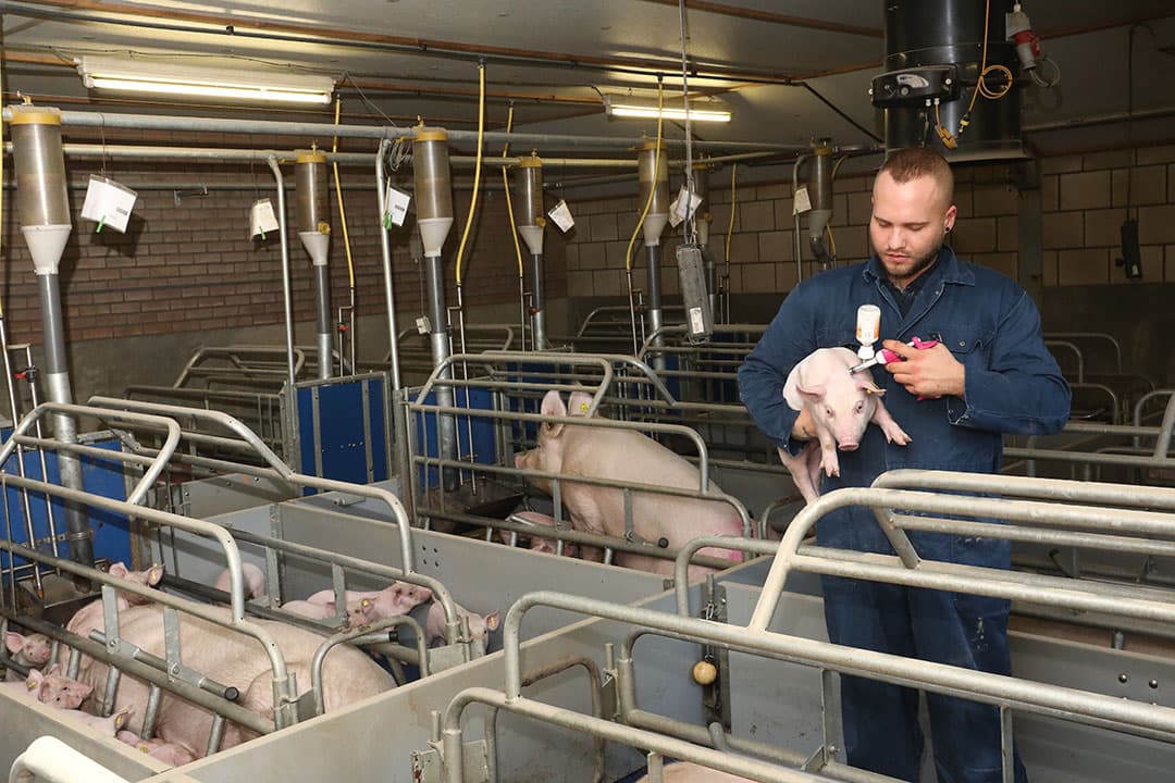 Het vaccineren van biggen.  De timing van het vaccineren tegen mycoplasma is belangrijk en bepaalt de keuze voor één prik of meerdere. - Foto: Henk Riswick