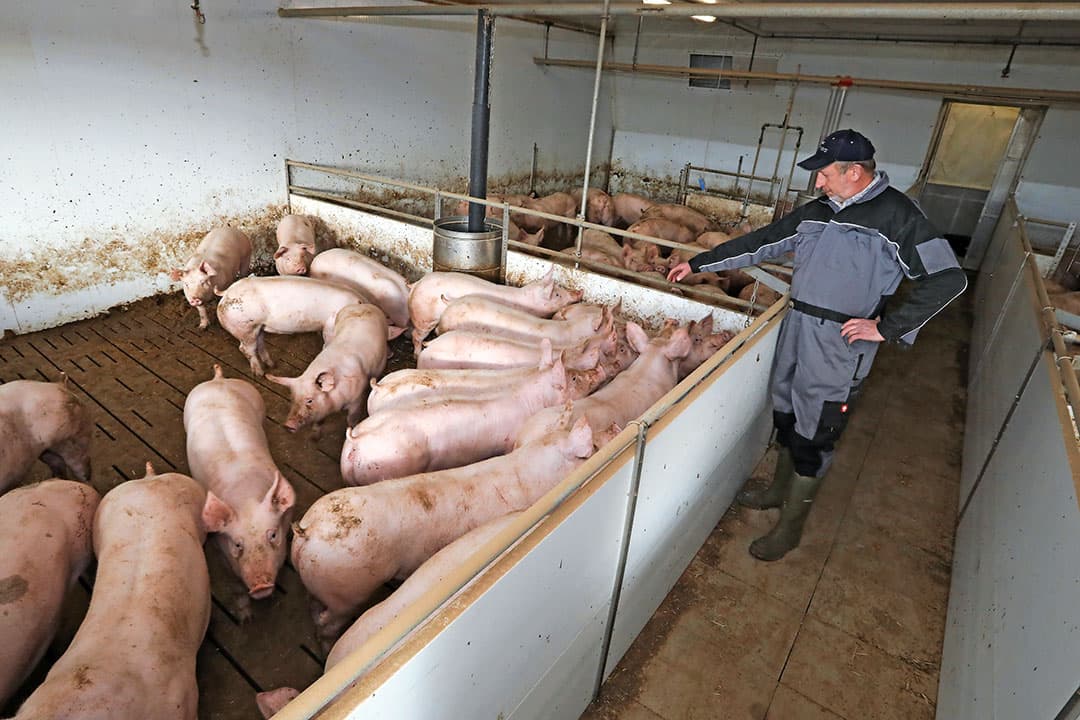 Vleesvarkens op een Duits bedrijf. De Duitse sector staat sterk onder druk en richt zich steeds meer op de binnenlandse markt. Mede daardoor wordt de toonaangevende Duitse notering steeds minder belangrijk voor Nederland en Europa. - Foto's: Ronald Hissink