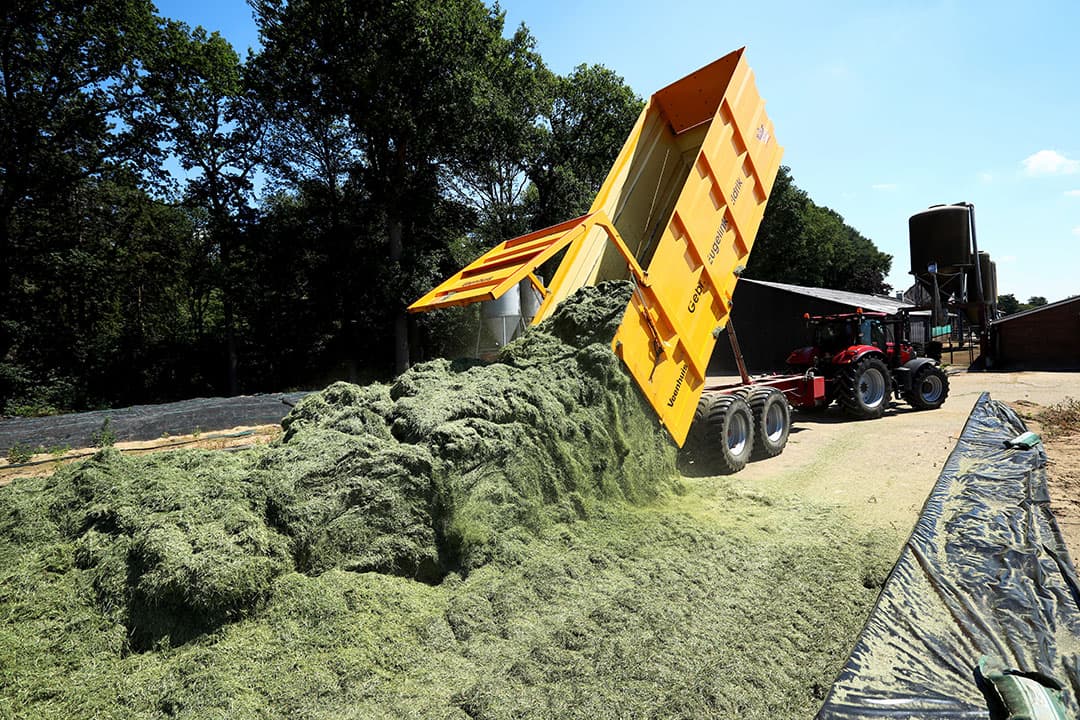 De belangrijkste oorzaak voor de daling is het lagere stikstofgehalte van de grasoogst van 2021, dat doorwerkt in de voersamenstelling van de gevoerde graskuil in 2022. – Foto: Henk Riswick