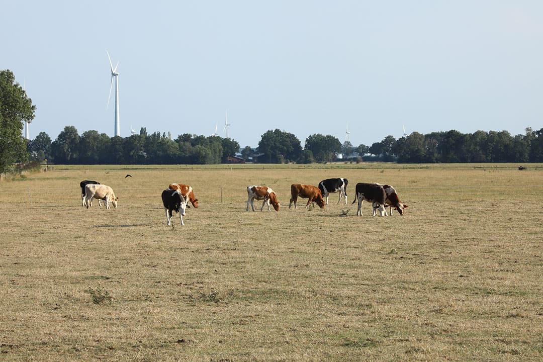 Jongvee in een schrale weide. Steeds meer percelen beginnen bij gebrek aan regen en aanhoudende droogte te verdorren. - Foto: Henk Riswick