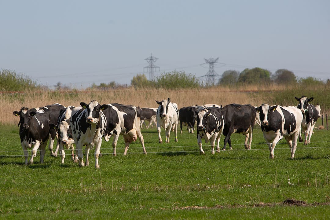 Foto: Peter Roek