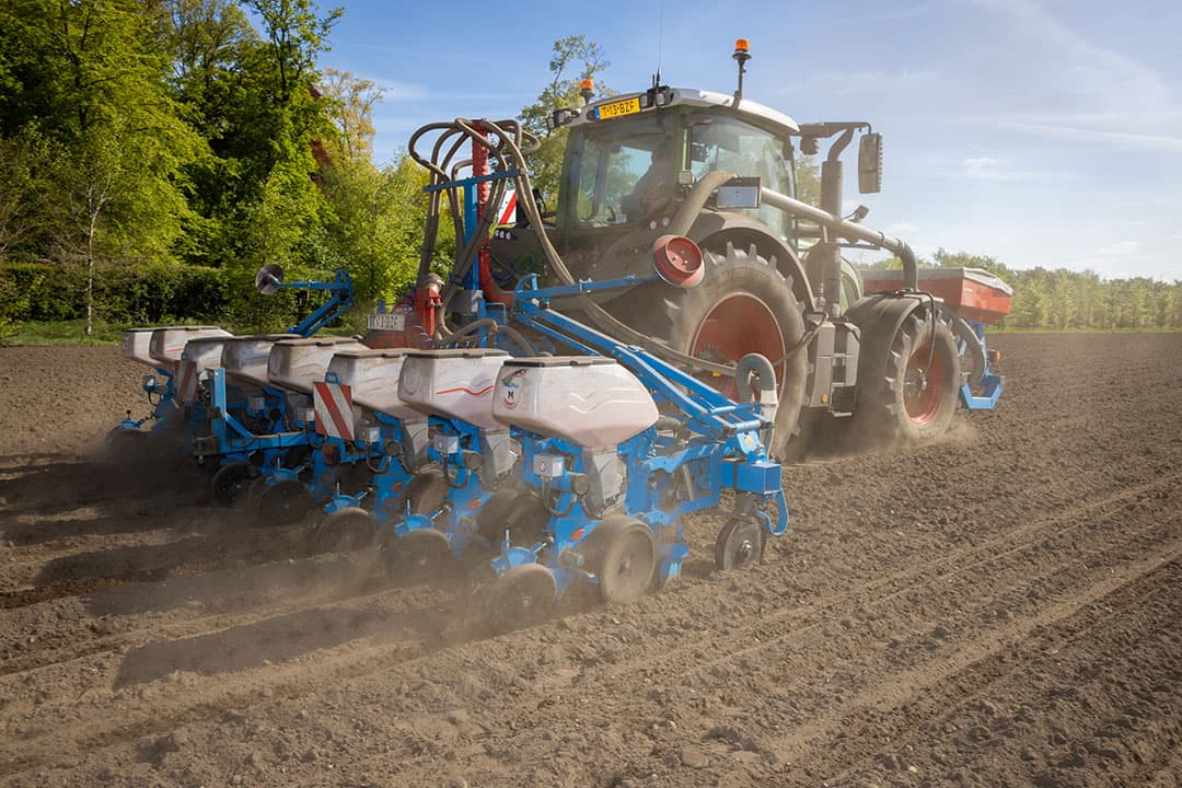Op 70% van het areaal worden vroege rassen gezaaid. Op hoge, vroege percelen, zou echter een middenvroeg ras ook best goed kunnen passen. Om dat later te kunnen oogsten moet je wel voor onderzaai kiezen. - Foto: Peter Roek