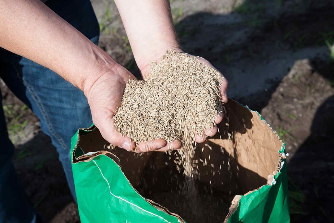 Akkerbouwers staan in tweestrijd: beregenen om het vanggewas te laten kiemen, of geen vanggewassen zaaien en de vergroeningspremie verliezen. - Foto: Hans Banus