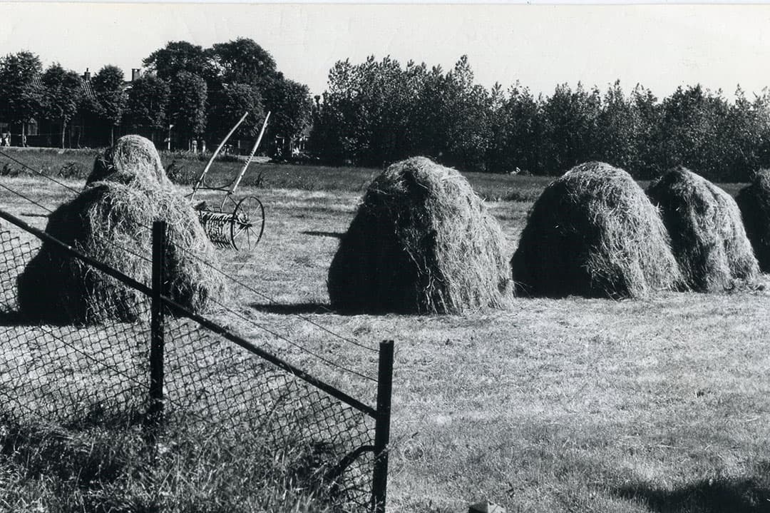 Op deze vierpootsruiters hangt gras te drogen. Per hectare waren zeker 35 ruiters nodig, afhankelijk van de hoeveelheid gras die gedroogd moest worden. Het kostte gemiddeld 10 manuren per hectare voor het tot hooi geworden was en in de schuur lag. - Foto: Misset