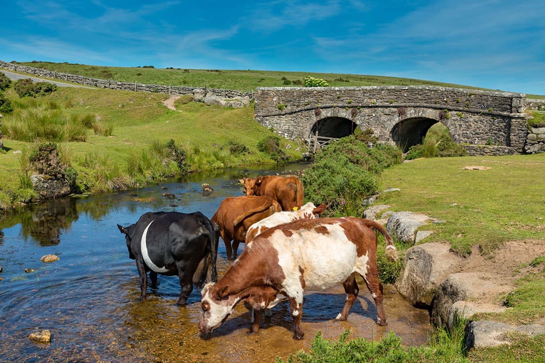 Koeien in Devon, Engeland. Het overgrote deel van de mogelijke stoppers produceert minder dan een miljoen liter per jaar. - Foto: Canva/TravelPics