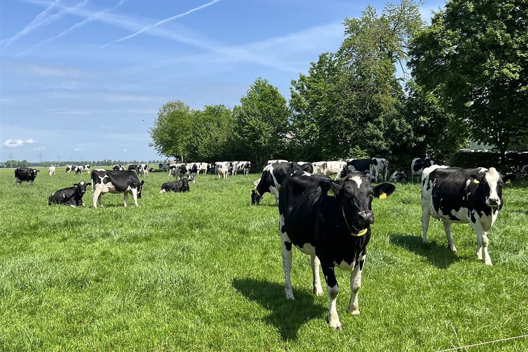 Melkvee graast op een perceel in de Noordoostpolder. - Foto: ANP