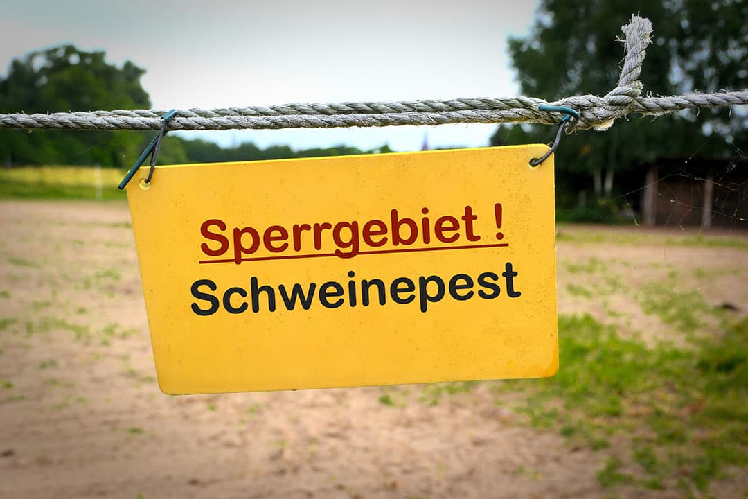 Afrikaanse varkenspest is vastgesteld, dichtbij de Nederlandse grens. Heb je vragen over varkenspest? Geef deze door. Boerderij beantwoord alle vragen, binnenkort in vakdeel Varkenshouderij en op Boerderij.nl.