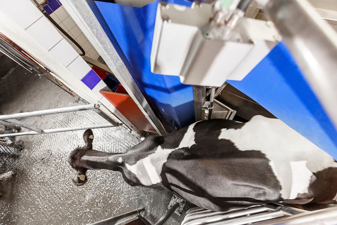 Een koe komt uit de melkrobot en loopt onder het Bodycondtiescore-systeem door. Koeien die risico lopen op ketose kunnen worden opgespoord. - Foto: DeLaval