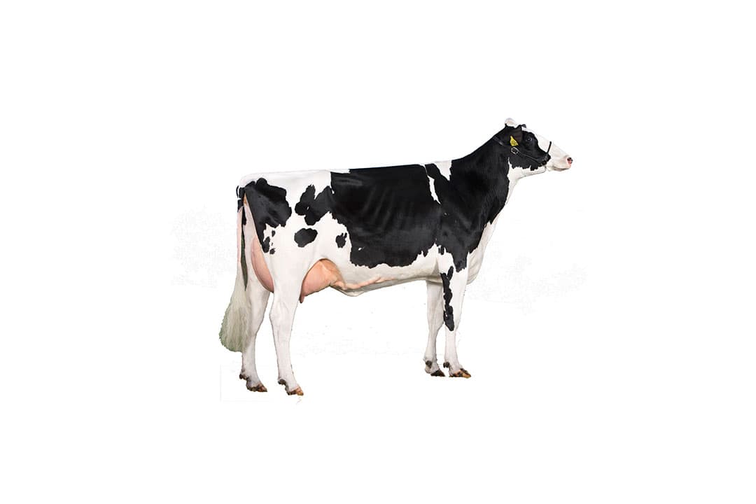 Koepon Classy 90 (VG-85), overgrootmoeder van KIK Mitchie. 305-dagenlijst als vaars: 12.163 kg melk, met 3,72% vet en 3,54% eiwit. - Foto: Alger Meekma