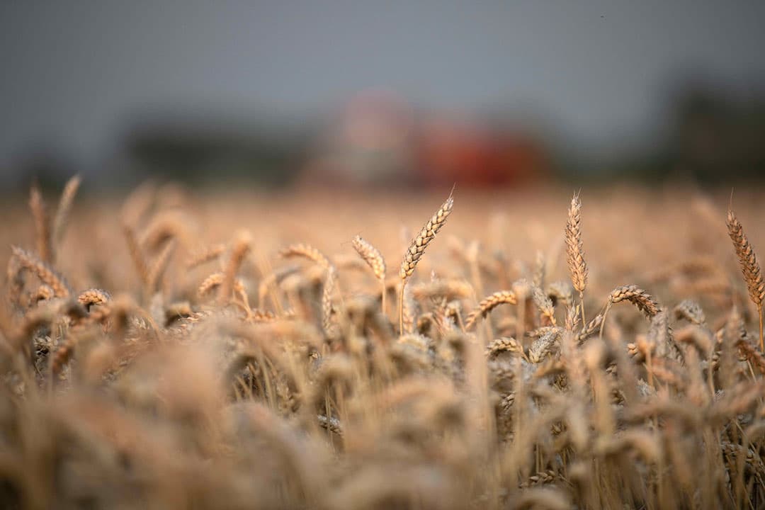 Er liggen voorstellen om uitzonderingen toe te laten op een aantal Europese regels waardoor er meer tarwe kan worden verbouwd. - Foto: Mark Pasveer