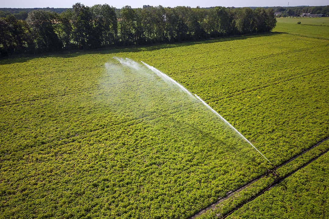 Een perceel aardappelen in het Noord-Brabantse Riethoven wordt beregend. - Foto: Bert Jansen