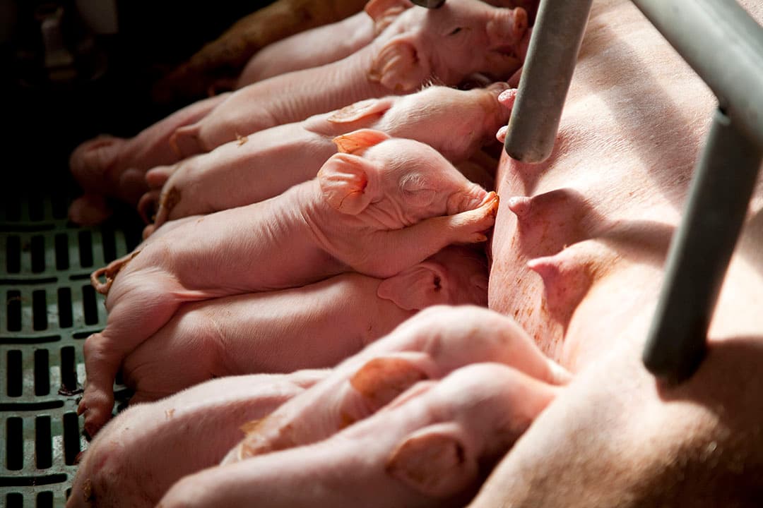 Het is de kunst om zoveel mogelijk biggen per zeug per jaar groot te brengen. - Foto: Jan Willem Schouten